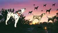 Hunting flying foxes